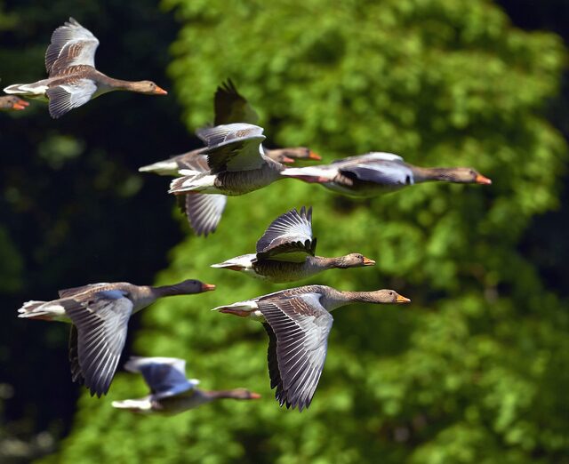 A group of ducks migrating.