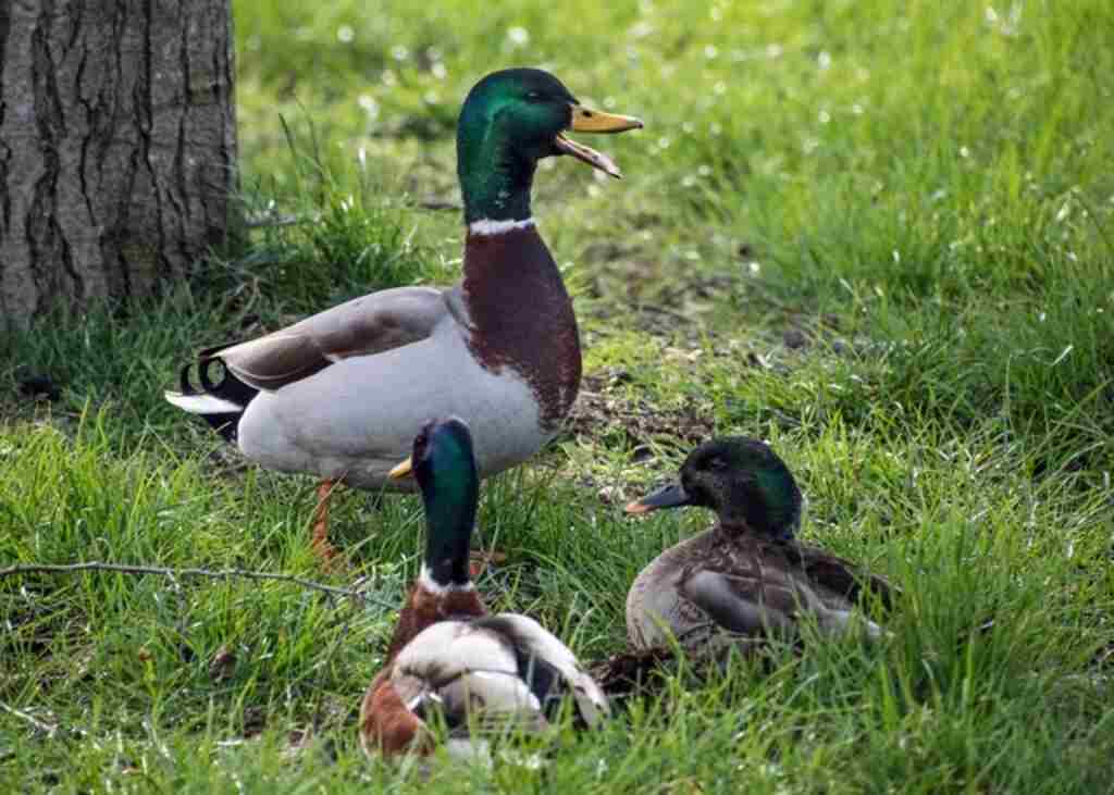 Two ducks sitting down on grass and another standing with its beak wide open .