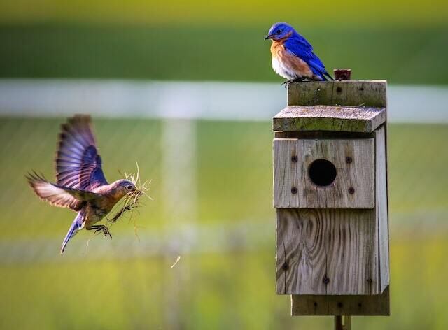Two eastern bluebirds gathering material for a nesting box.