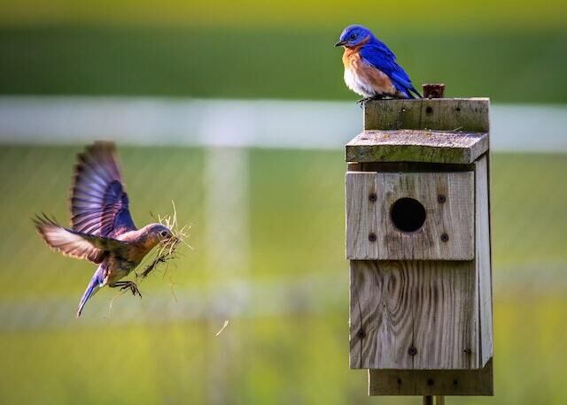 Two Eastern Bluebirds gathering net building materials for a nesting box.