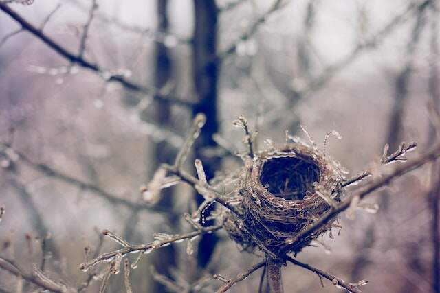 An empty bird nest in a tree.