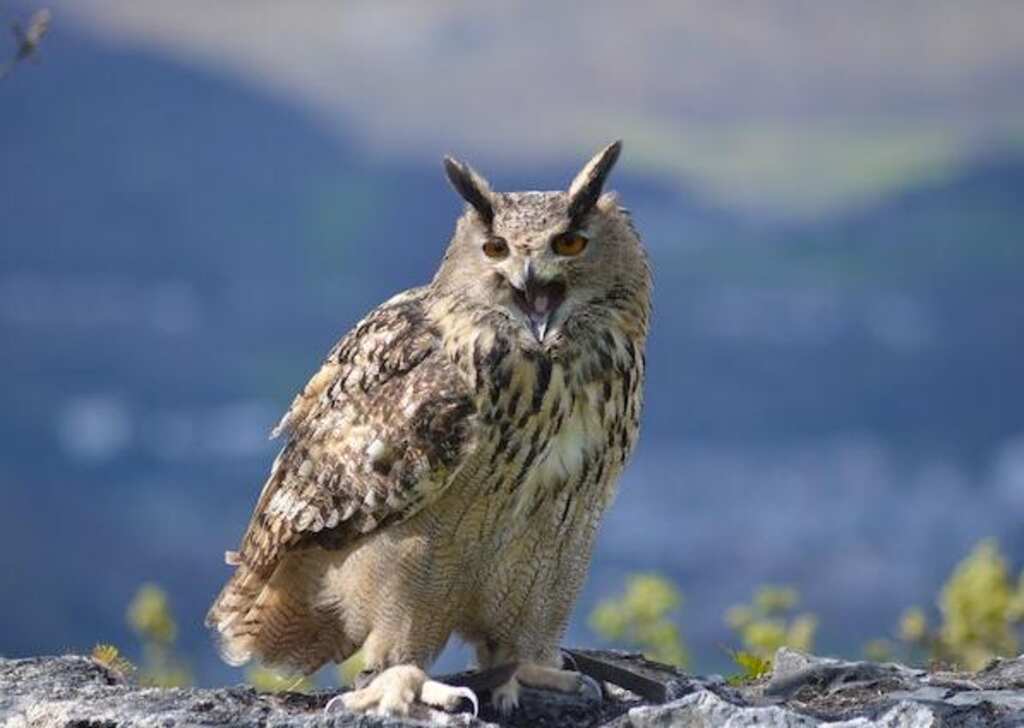 A Eurasian eagle owl standing on a rocky surface.