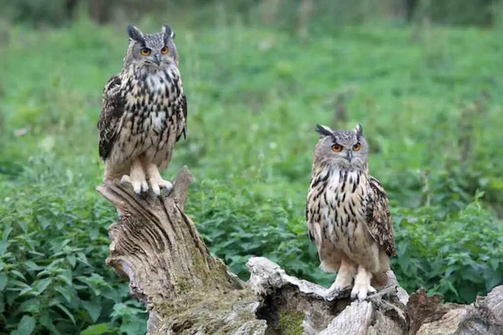 Two Eurasian Eagle Owls perched on a tree stump.