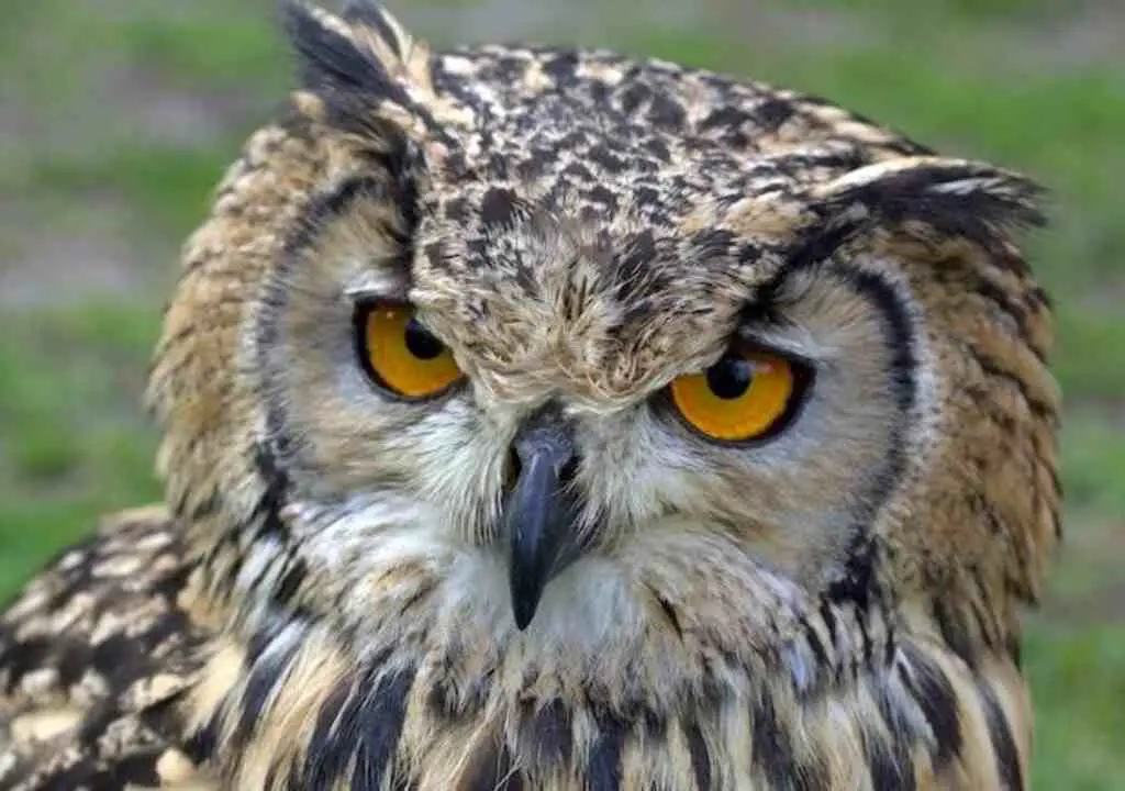 A Eurasian Eagle owl's large red eyes.