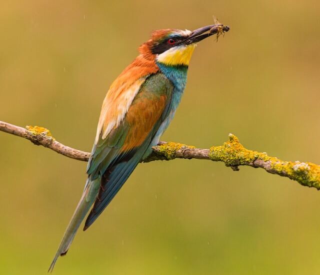 A European Bee-eater perched in a tree.