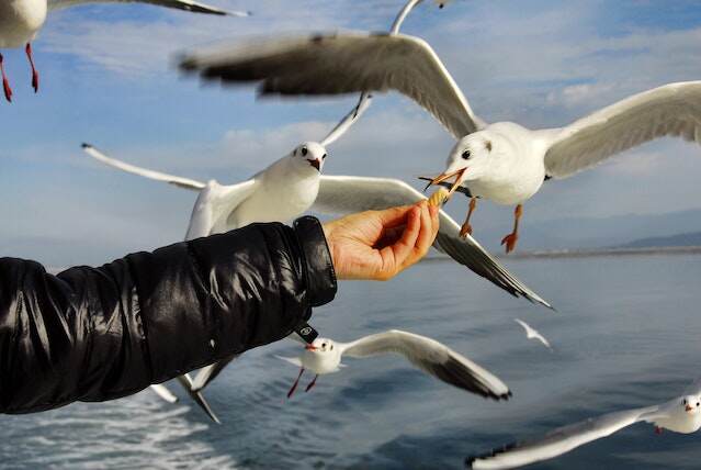 A person feeding seagulls out in the water.