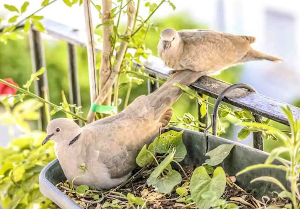 A couple of doves nesting on a balcony.