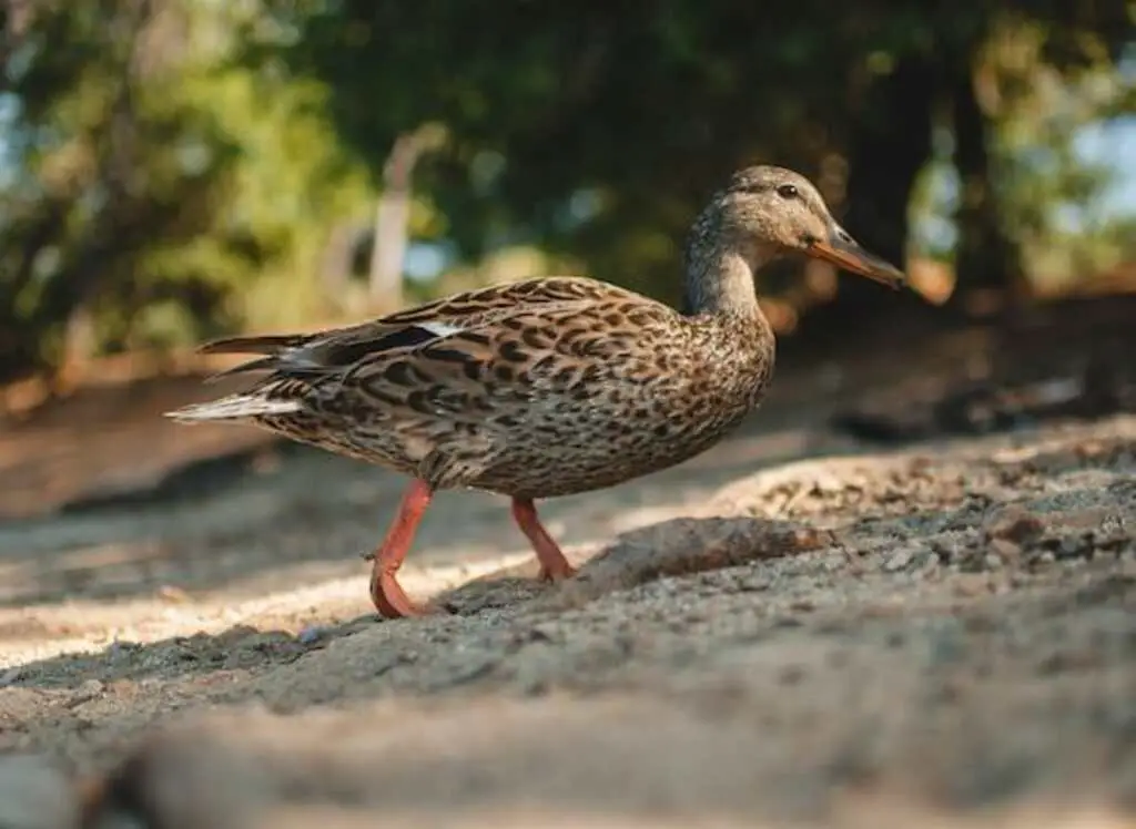 A female duck walking around searching for prey.