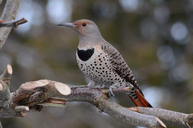 A female Northern Flicker perched on a tree.