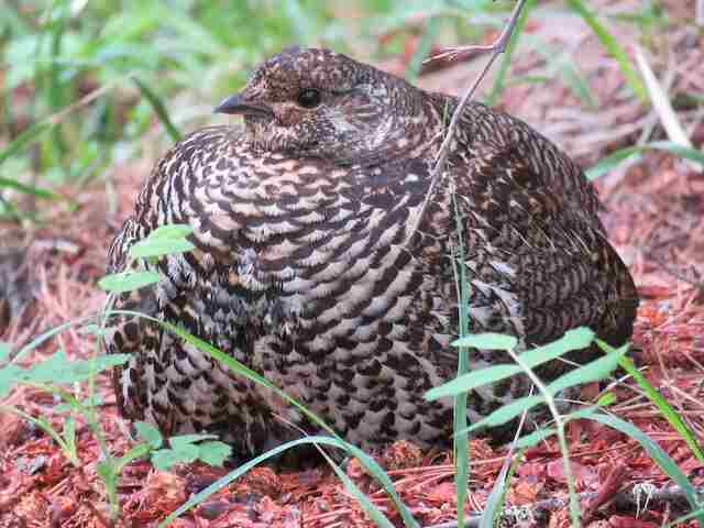 A female grouse laying down.