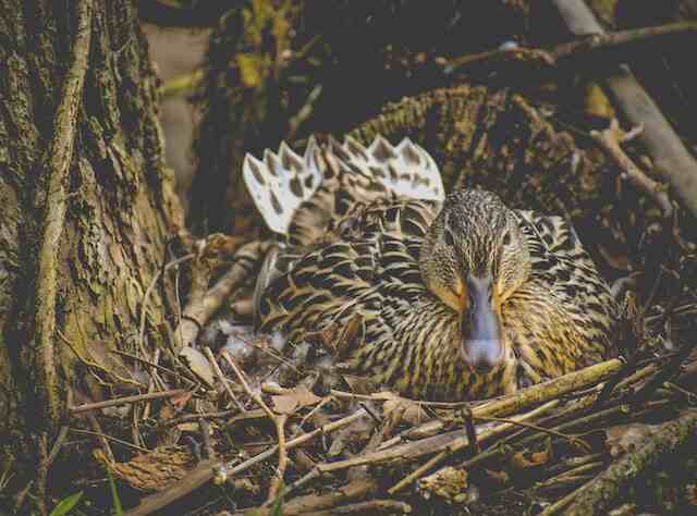 A female mallard incubating her eggs.