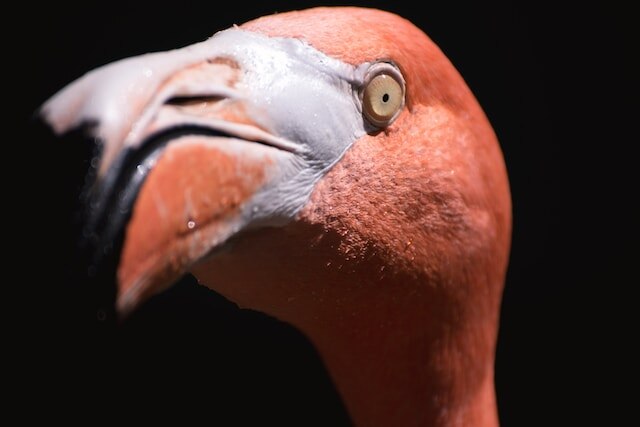 A pink flamingos eyeball.
