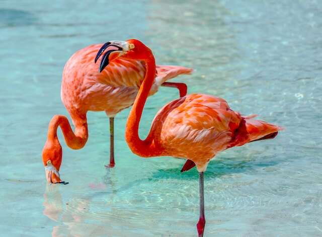 Two pink flamingos on the Renaissance island, part of Aruba island, the Caribbean islands.