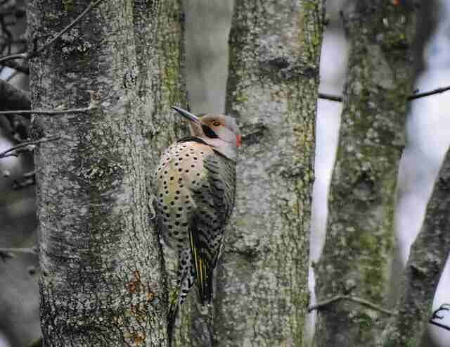 A Northern Flicker drumming a tree.