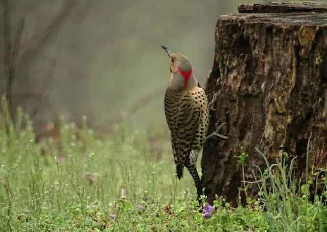 A male Northern Flicker perched on a tree stump.