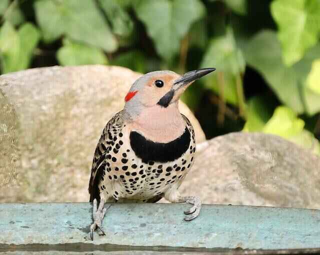 A close up shot of a Northern Flicker on a ledge.