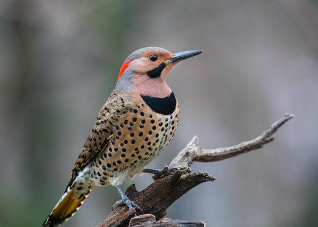 A Northern flicker perched on a dead tree.