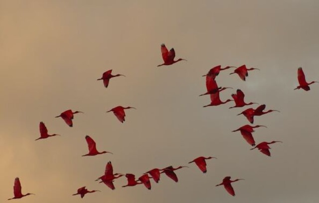 A flock of scarlet Ibises migrating.