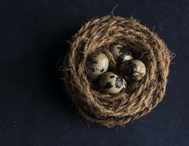 Four eggs in a nest.