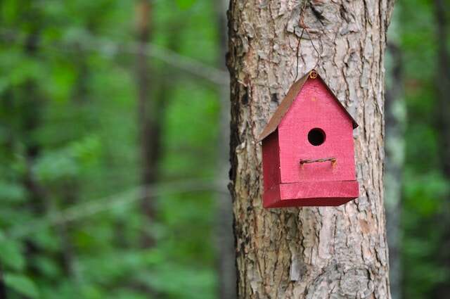 A red birdhouse perched on a tree.