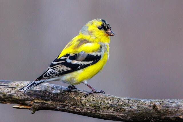 An American Goldfinch beginning its molting of its feathers.