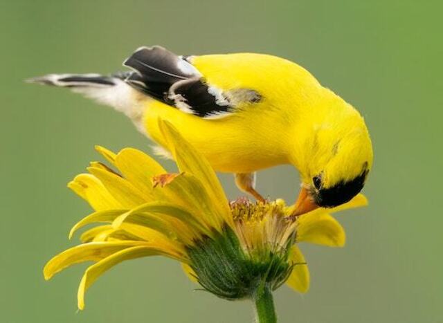 An American Goldfinch picking at a flower.