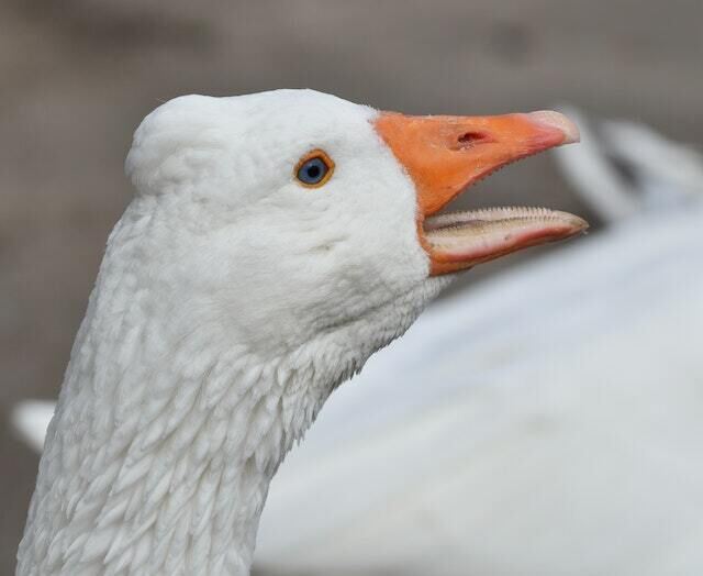 A goose with its mouth open and its tomia showing.