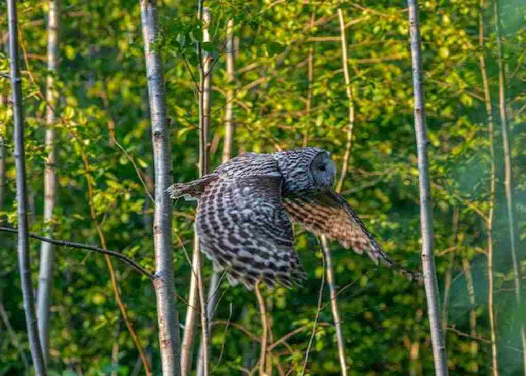 A Great Gray Owl flying through the air in the forest.