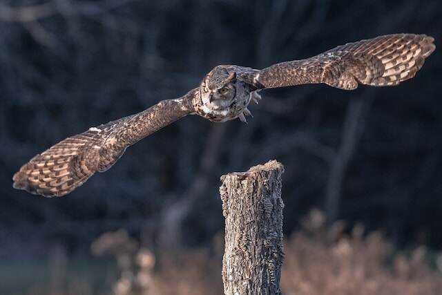 A Great horned owl flying in the air.
