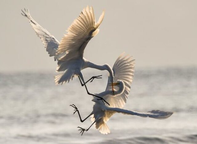 Two Great Egrets fighting over territory.