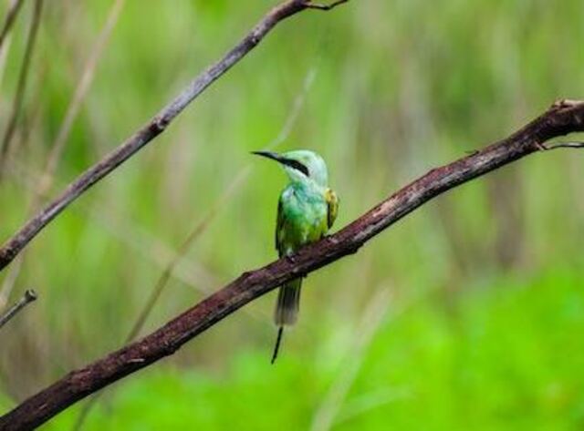 A Green Bee-eater perched in a tree.