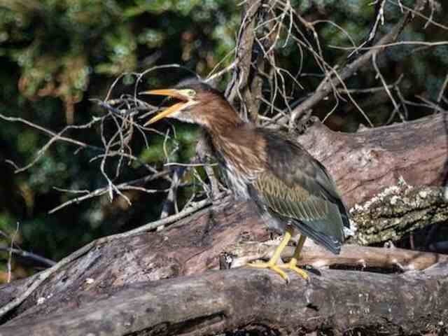 Green Heron with its mouth open.