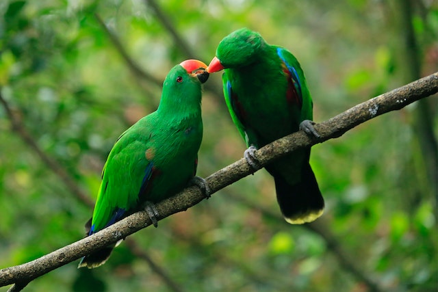 Exotic Green Parrots Sitting on Branch Kissing
