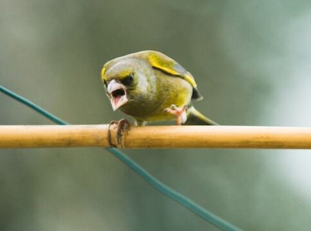 An angry Greenfinch hissing.