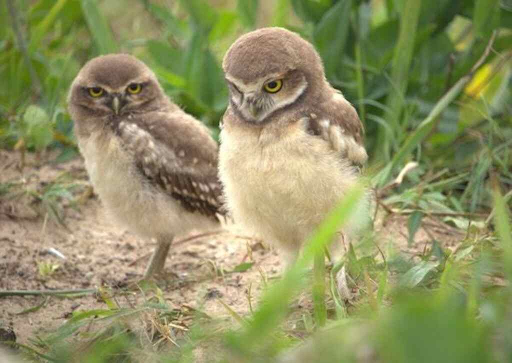 A group of burrowing owls .