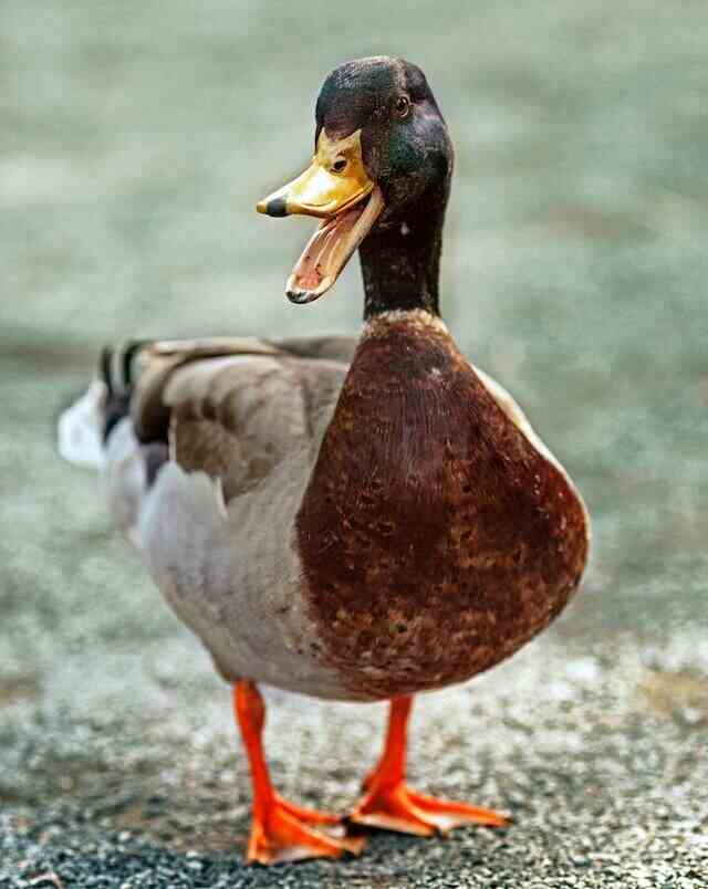 A happy mallard duck with it mouth open.
