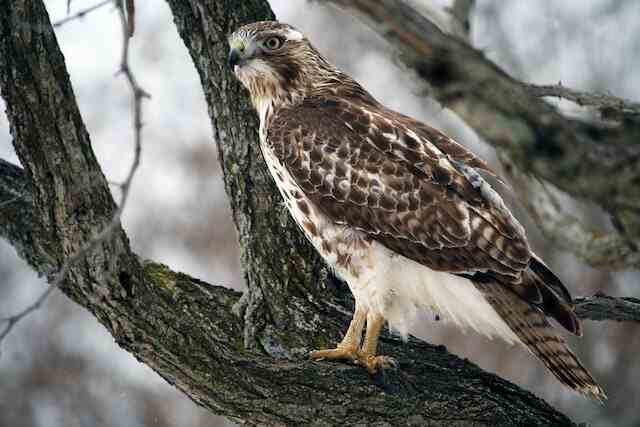 A Hawk perched in a tree on the lookout.