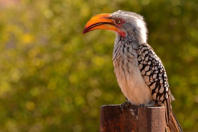 A Hornbill perched on a rusty metal post.