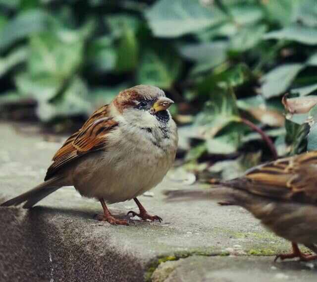 A House Sparrow perched on a ledge of a porch.
