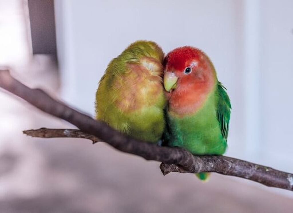 Two Lovebirds in love.