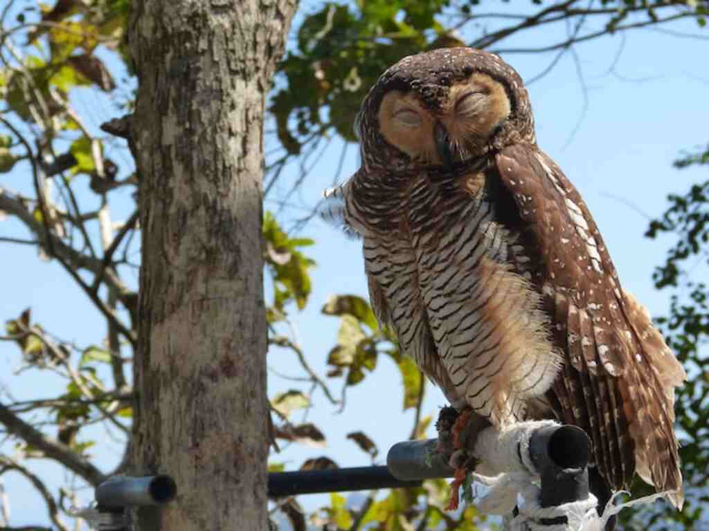An owl sleeping in a tree.
