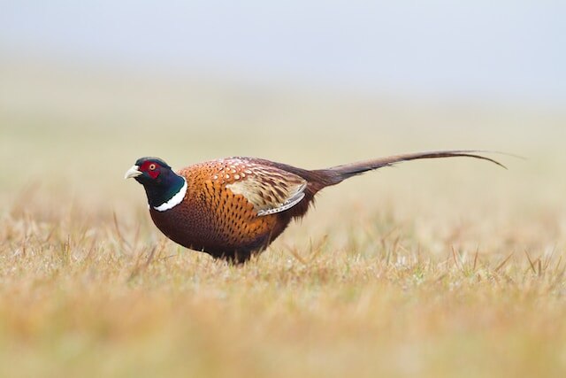 A Pheasant foraging in a field.
