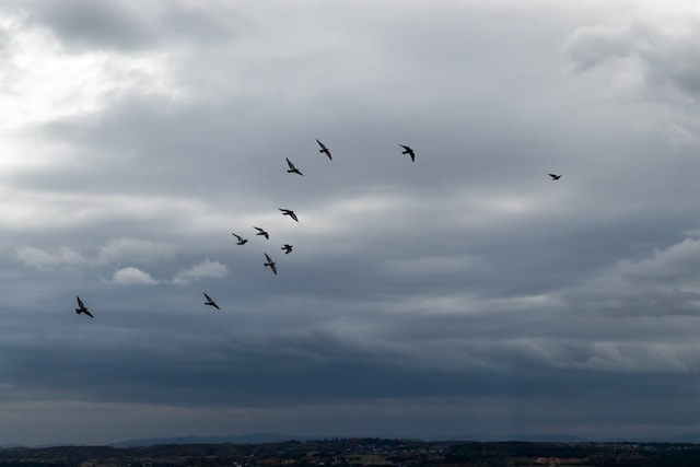 A group of birds heading for cover before a storm.