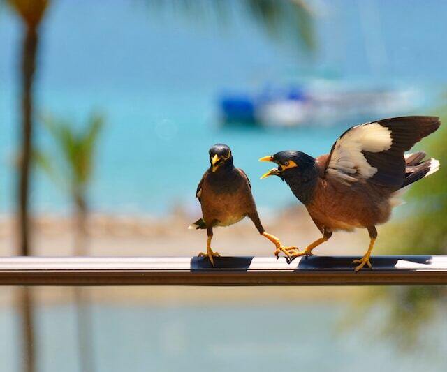 Two very angry mynas about to fight.