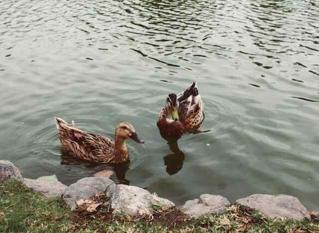 Two ducks swimming in a pond.