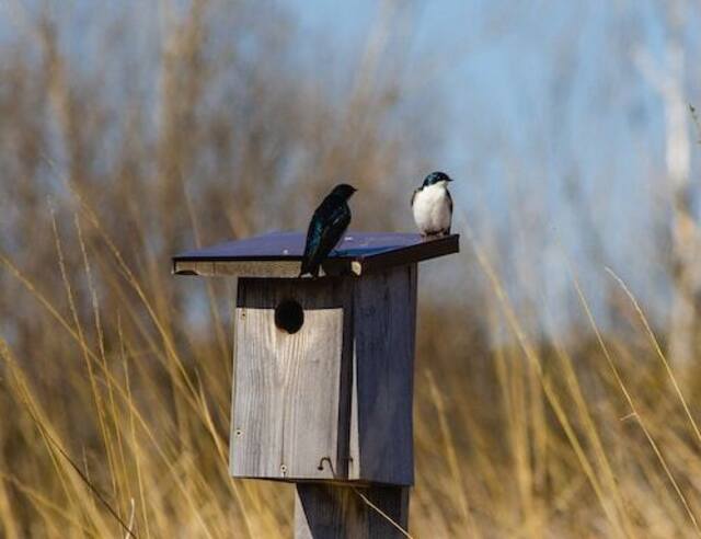 Tree swallows on a nesting box looking at each other

