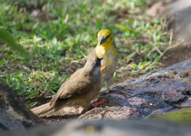 A yellow bird trying to bully another.