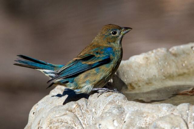 An Indigo Bunting in its winter plumage.