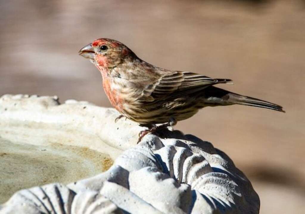A male house finch drinking water from a bird bath.