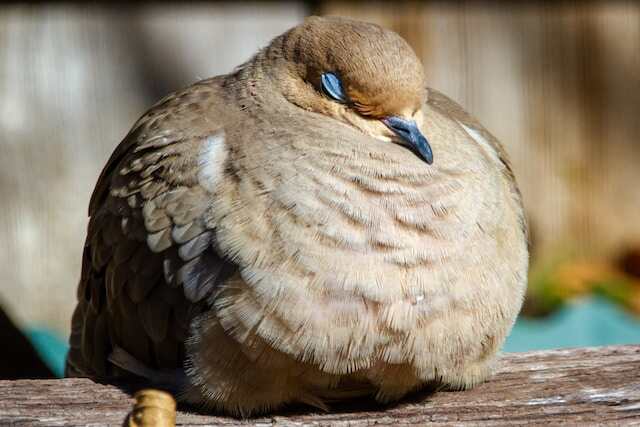 A mourning dove taking a nap and puffed up against the cold.